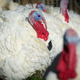 closeup of turkeys